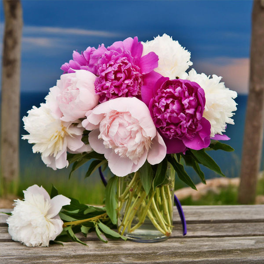 Peonies Unveiled: Your Comprehensive Guide to Wedding Elegance